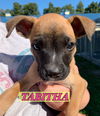 Tabitha - Bewitched Litter