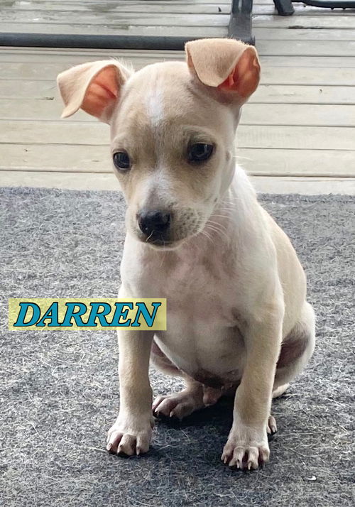 Darren - Bewitched Litter