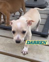 Darren - Bewitched Litter