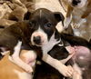 January - Mamma Mia litter