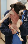 January - Mamma Mia litter