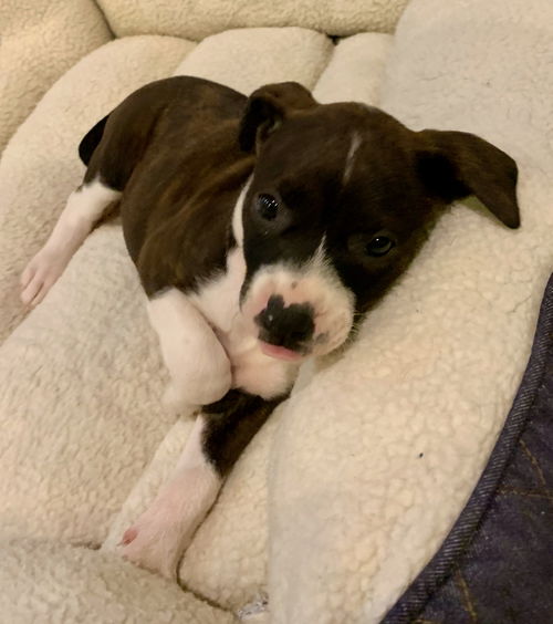 January - Mamma Mia litter