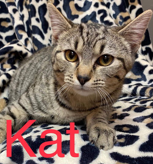 Kat