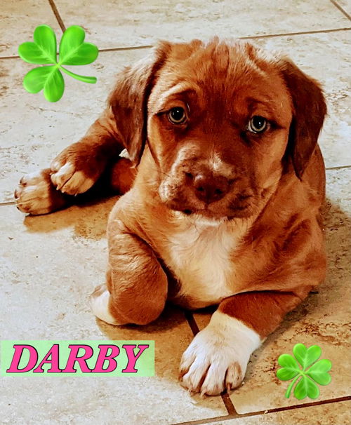 Darby - Irish Cuties Litter