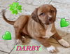 Darby - Irish Cuties Litter