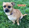 Nilla