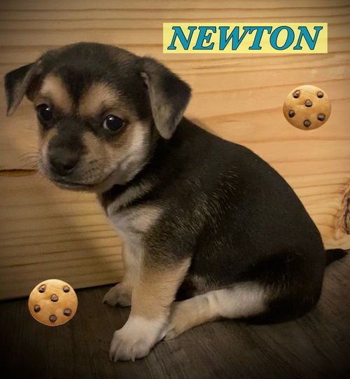 Newton - Nilla Cookie litter