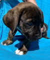 Jackson Avery - Grey's Anatomy litter