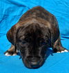 Jackson Avery - Grey's Anatomy litter