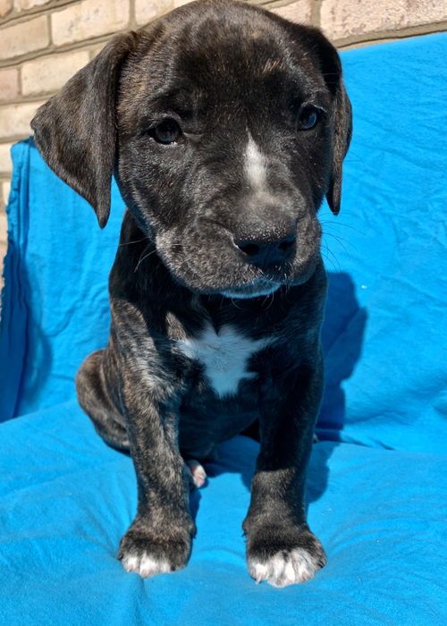 George O'Malley - Grey's Anatomy Litter