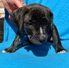 George O'Malley - Grey's Anatomy Litter