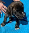 George O'Malley - Grey's Anatomy Litter