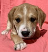 Callie Torres - Grey's Anatomy Litter