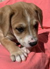 Callie Torres - Grey's Anatomy Litter