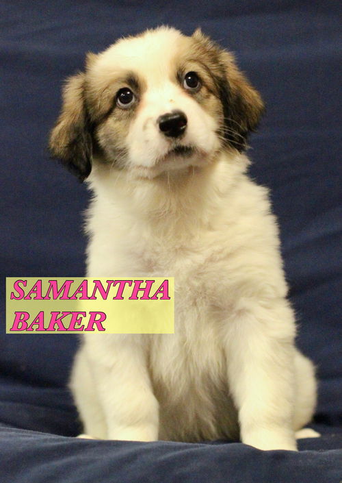 Samantha Baker - I Love the 80's Litter