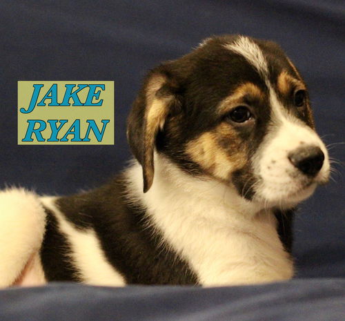 Jake Ryan - I Love the 80's Litter