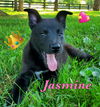 Jasmine - Disney Princess Litter