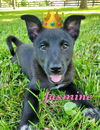 Jasmine - Disney Princess Litter