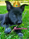Jasmine - Disney Princess Litter