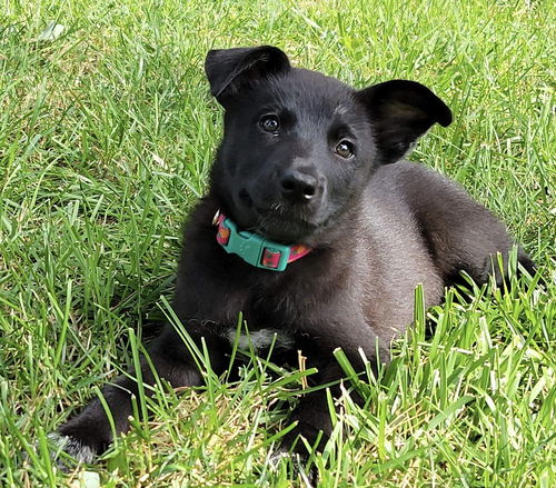 Jasmine - Disney Princess Litter