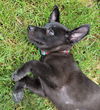 Jasmine - Disney Princess Litter