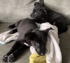 Jasmine - Disney Princess Litter