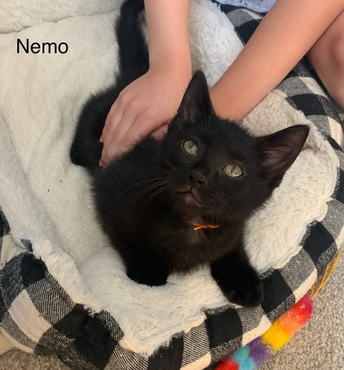 Nemo