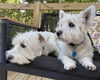 Abby (bonded with Jake)