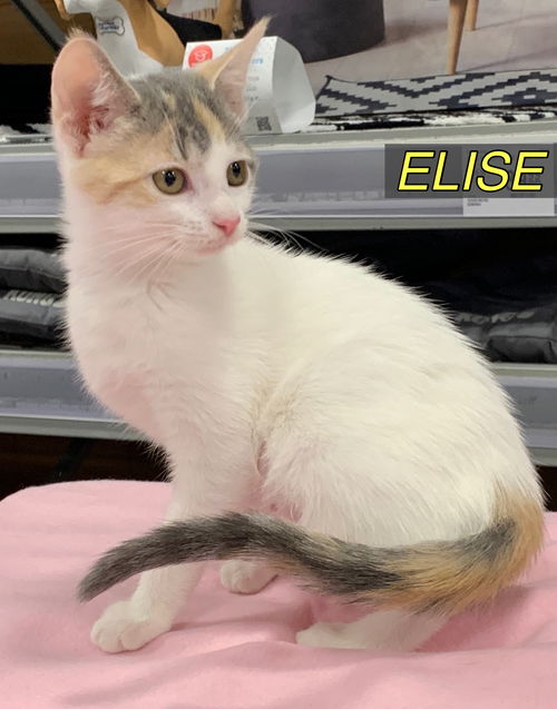 Elise - Boulder Babies Litter