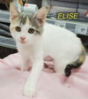 Elise - Boulder Babies Litter