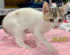 Elise - Boulder Babies Litter