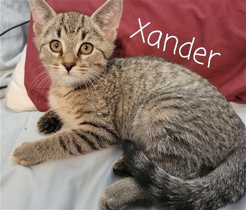 Xander - Buffy the Vampire Slayer litter