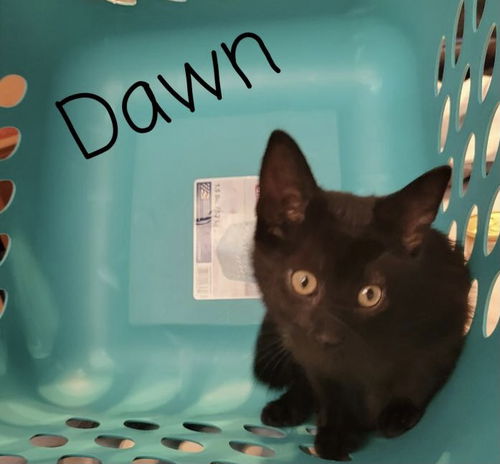 Dawn - Buffy the Vampire Slayer litter