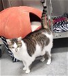adoptable Cat in cincinnati, oh, OH named Chase