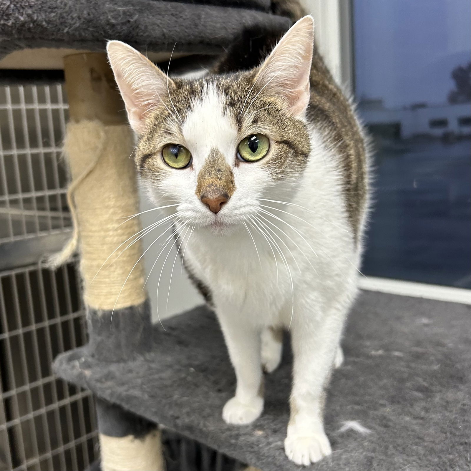 adoptable Cat in Cincinnati, OH named Chase