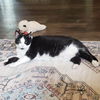 adoptable Cat in Cincinnati, OH named Autumn 2025