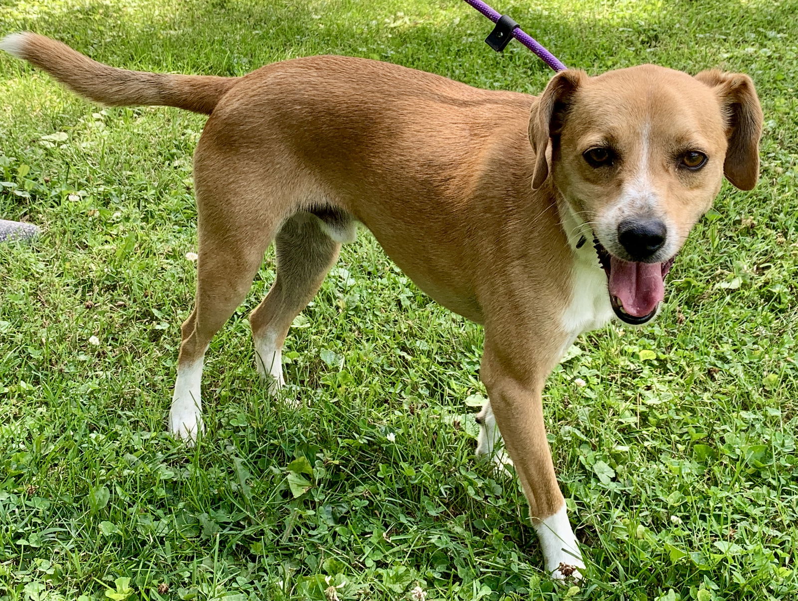 Dog for Adoption - Outlaw, a Beagle in Columbus, IN | Alpha Paw