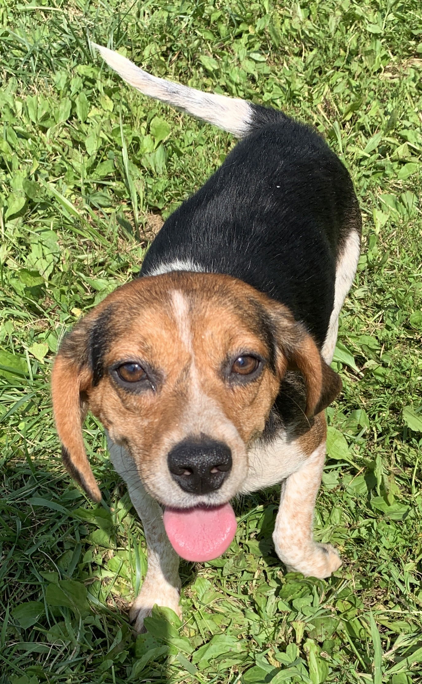 Dog for Adoption - Margarita, a Beagle in Seville, OH | Alpha Paw