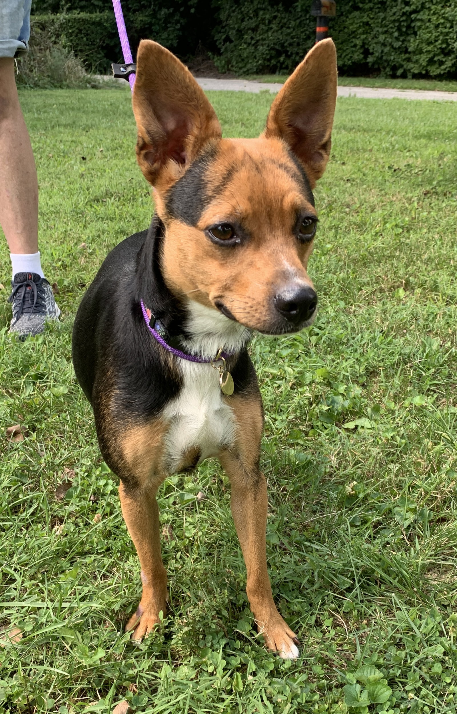 Dog for Adoption Lucinda, a Rat Terrier in Xenia, OH Alpha Paw