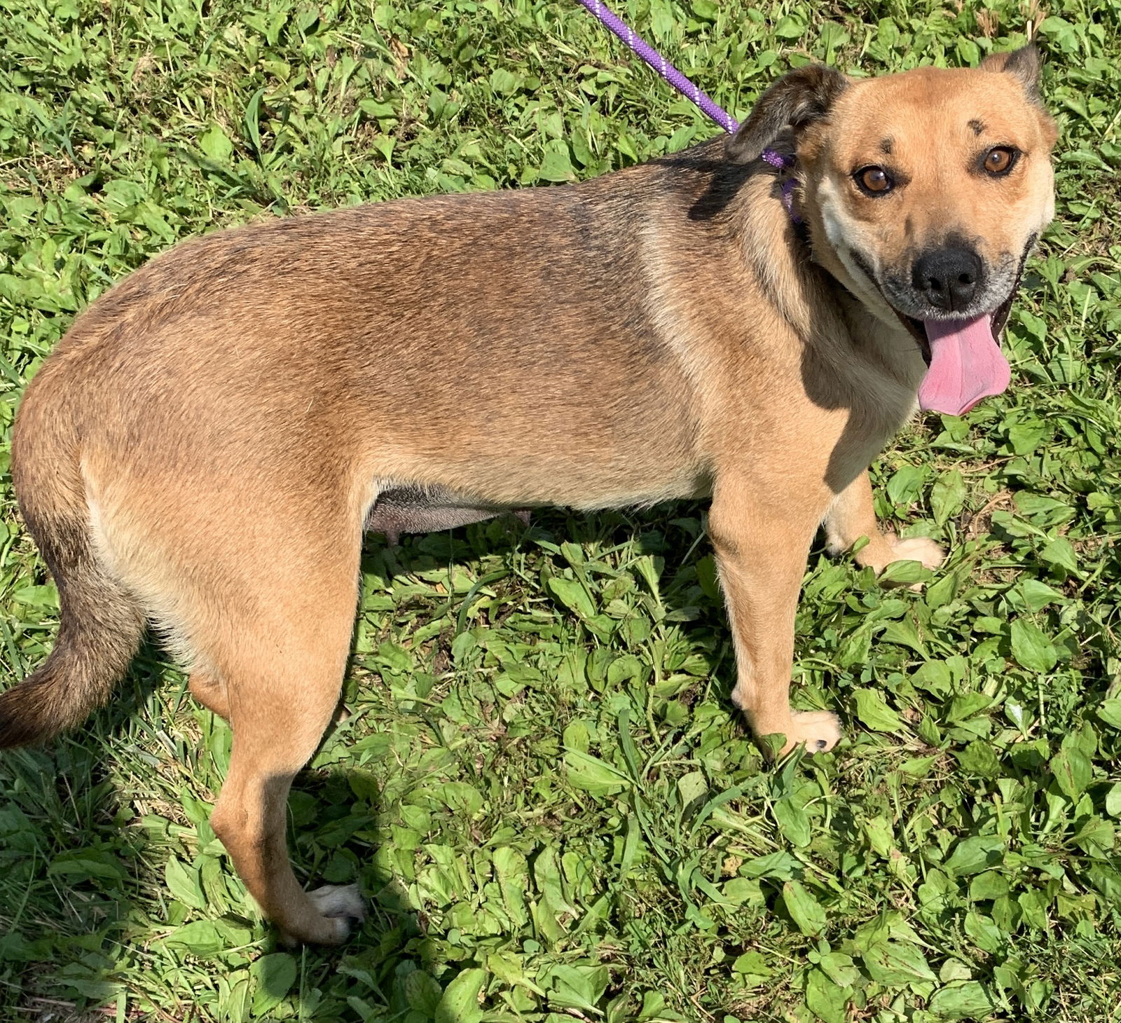 Dog for Adoption - Lulabelle, a Black Mouth Cur in Toledo, OH | Alpha Paw