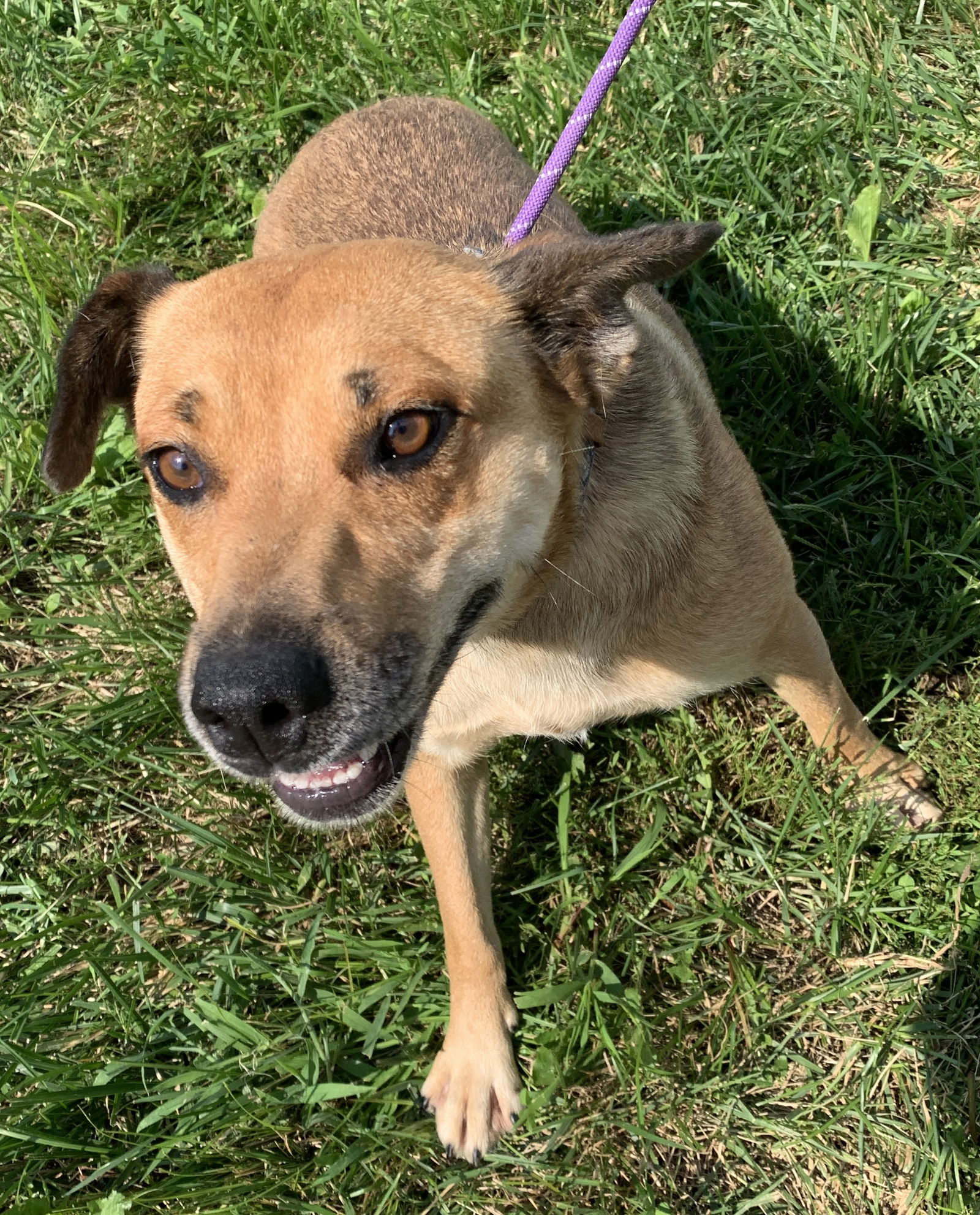 Dog for Adoption - Lulabelle, a Black Mouth Cur in Toledo, OH | Alpha Paw