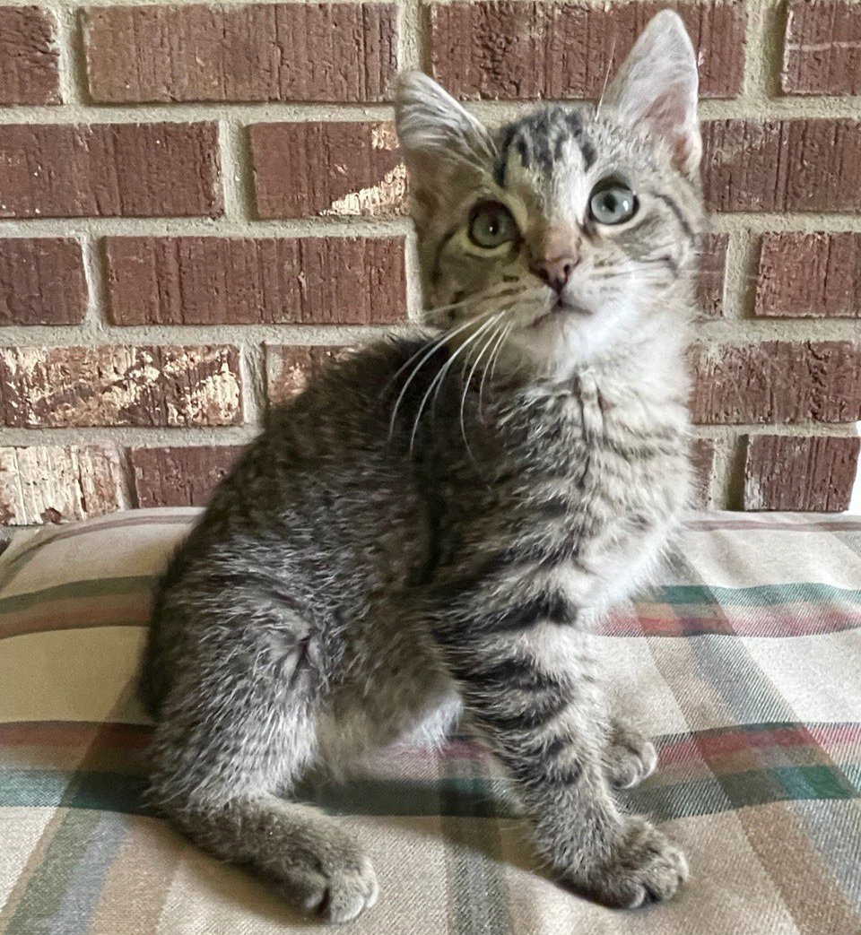 Cats for Adoption in Bethel, Ohio Alpha Paw