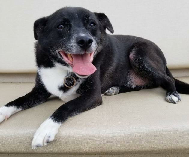 Dog for Adoption Batman 2022, a Terrier in Beavercreek, OH Alpha Paw
