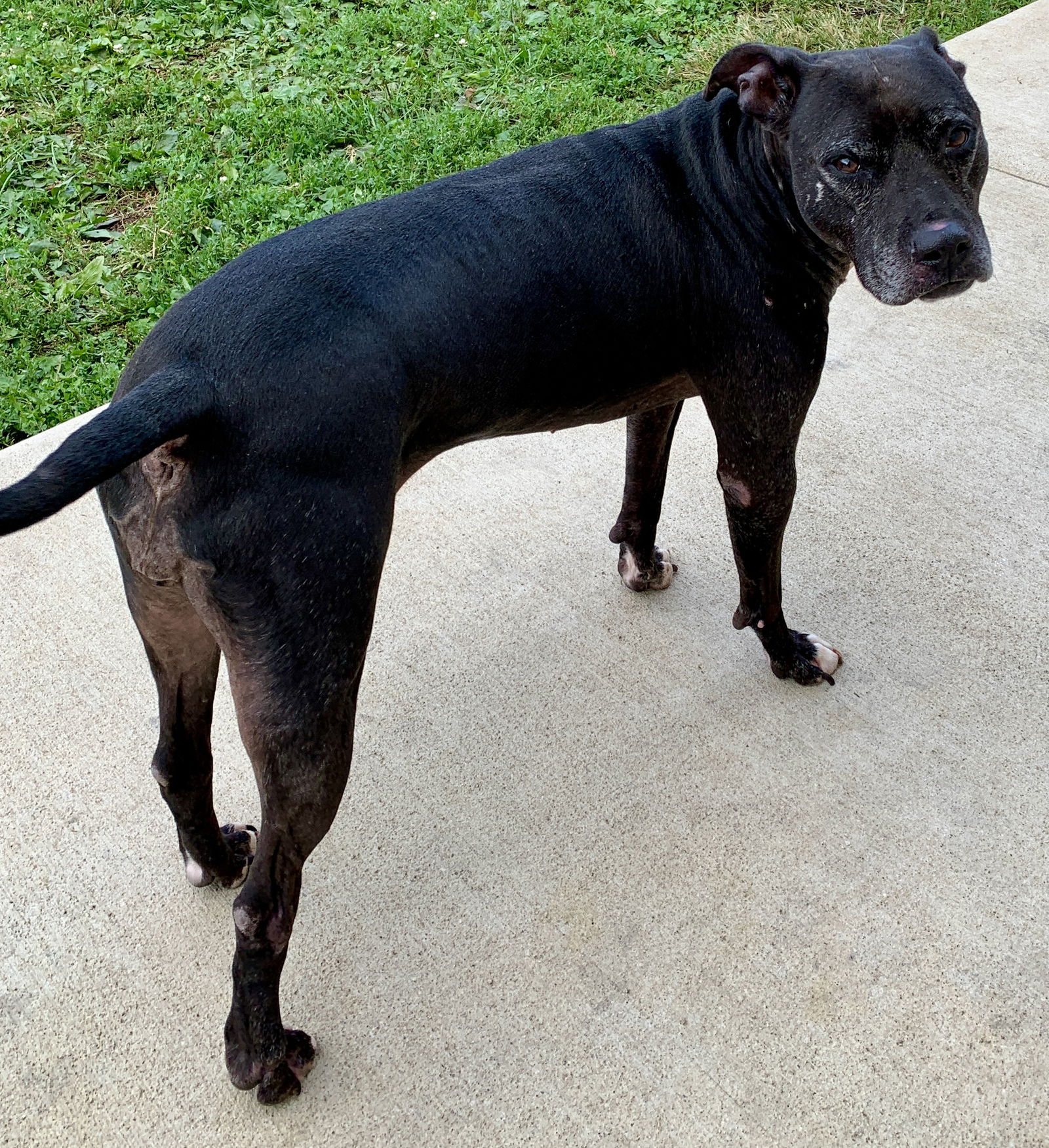 Dog for Adoption - Zenya, a American Staffordshire Terrier in Brown ...