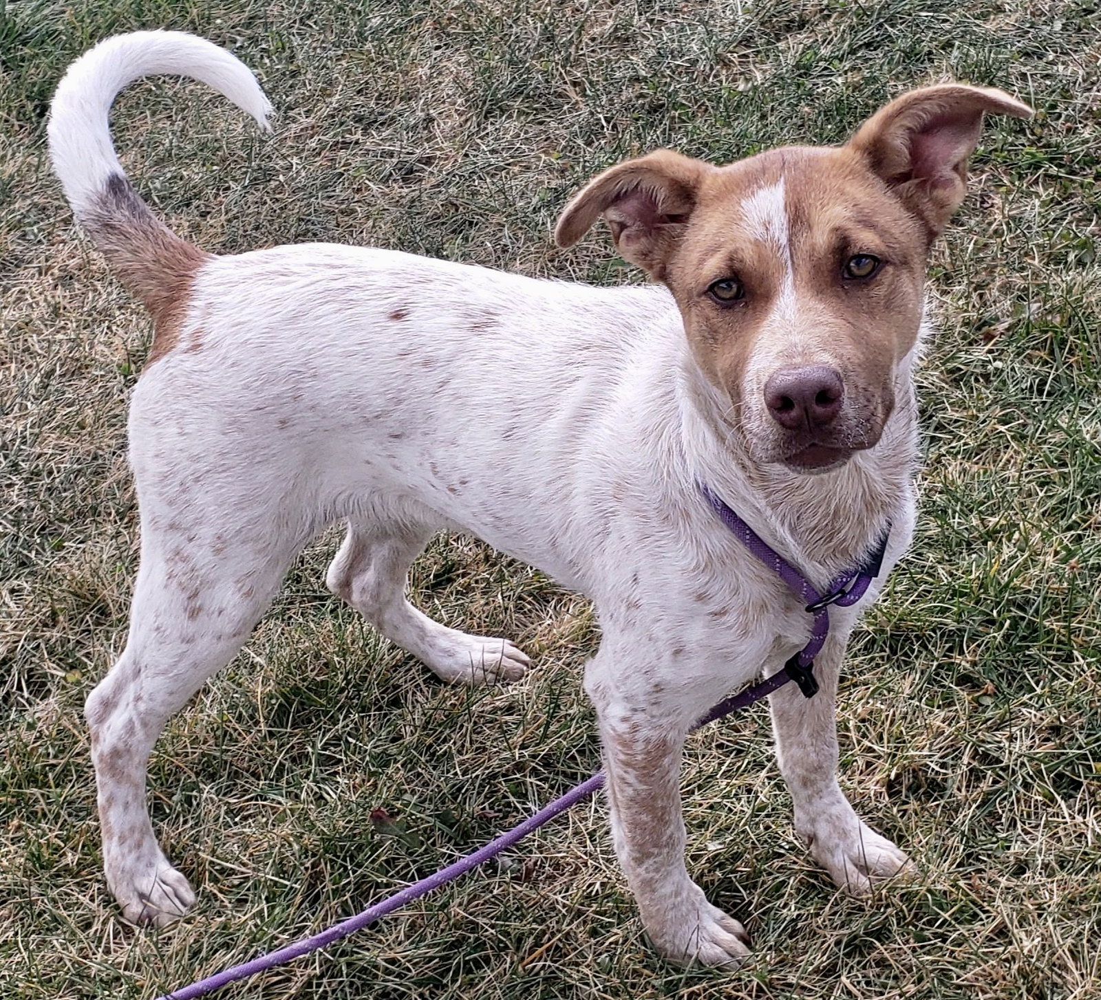 Dog for Adoption Starburst, a English Pointer in Beavercreek, OH