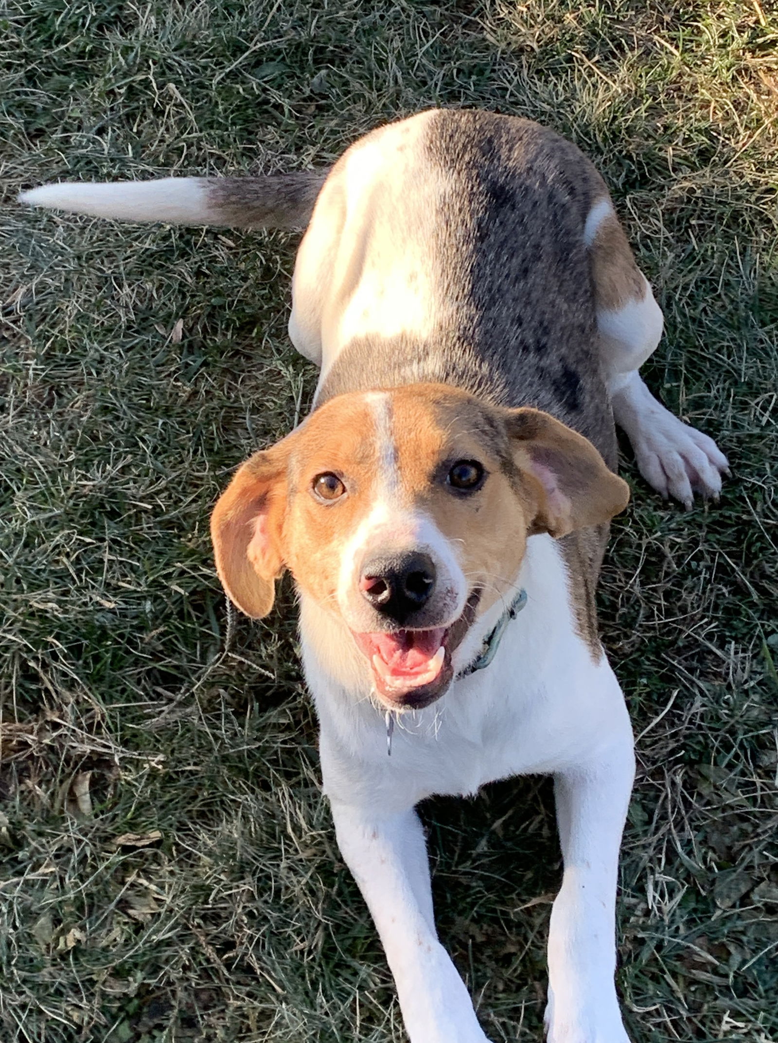 Dog For Adoption - Macaroni, A Beagle In Hamilton County, Oh 