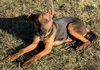 Abner