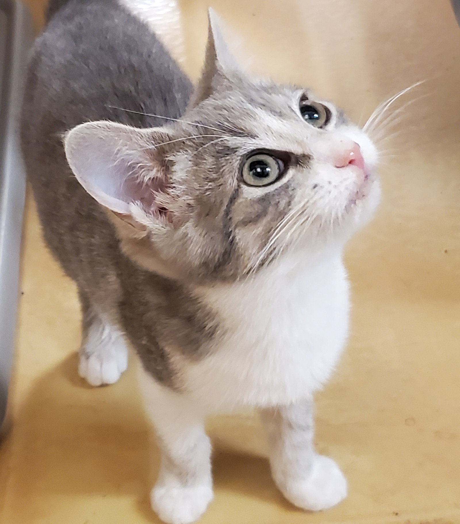 Cats for Adoption in Dayton, Ohio Alpha Paw
