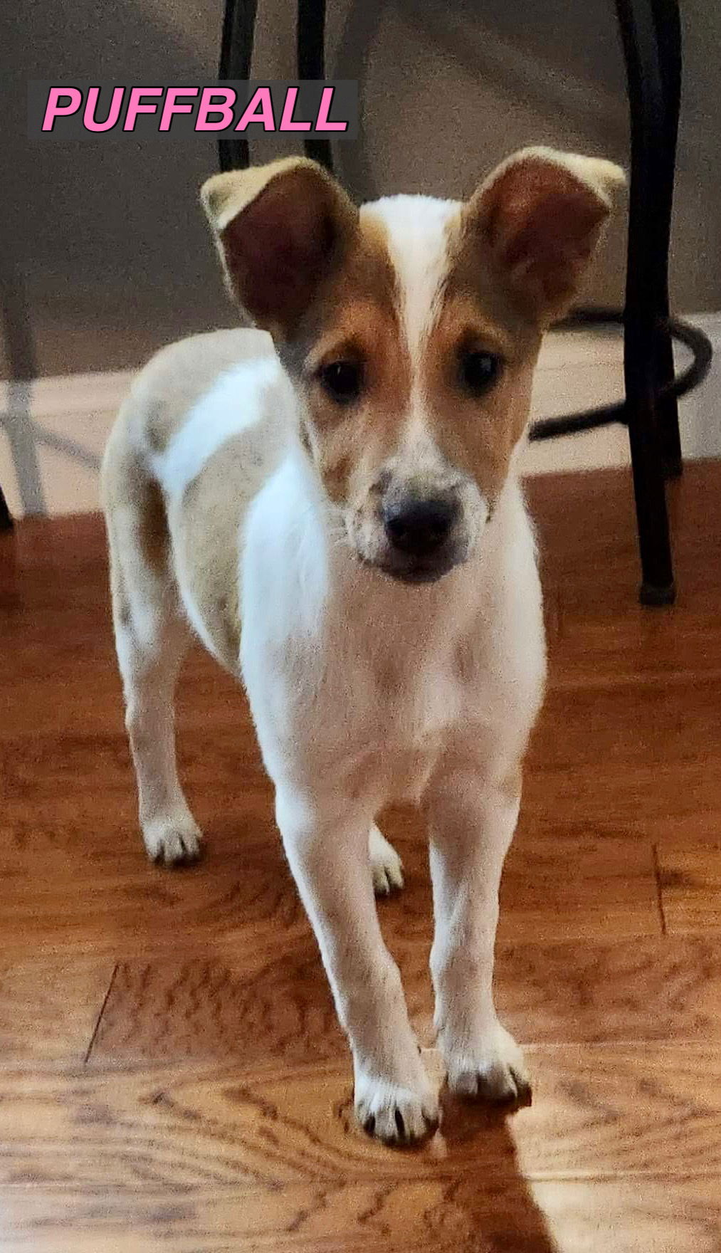 Dog for Adoption - Puffball, a Shetland Sheepdog Sheltie in Cincinnati