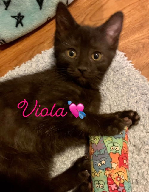 Viola